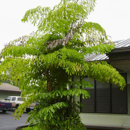 Nasiona Palmy Orzechowej - Caryota Mitis