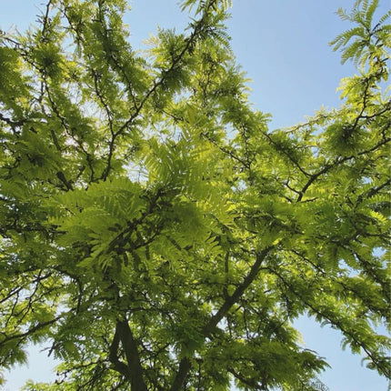 Nasiona Glediczji Trójcierniowej - Gleditsia Triacanthos