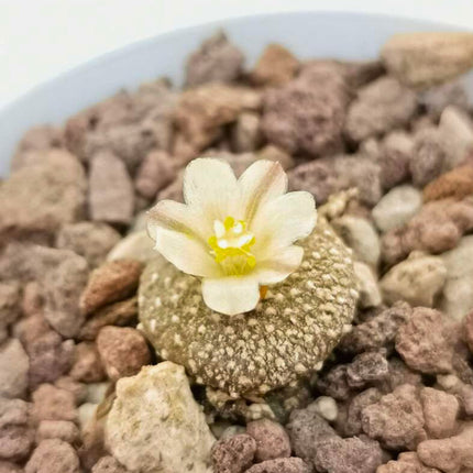 Nasiona Kaktusa Lilipuciego - Blossfeldia Liliputana
