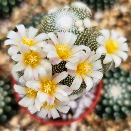 Nasiona Kaktusa Lilipuciego - Blossfeldia Liliputana