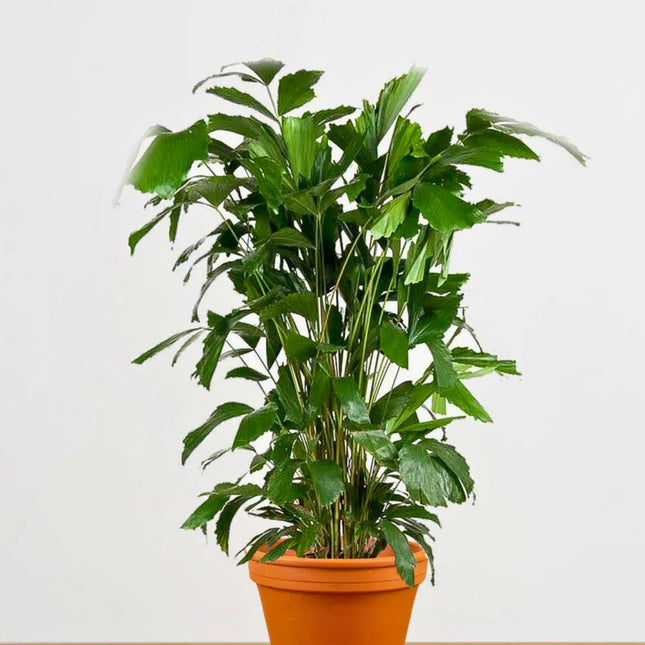 Nasiona Palmy Orzechowej - Caryota Mitis
