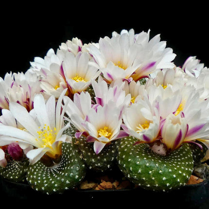 Nasiona Kaktusa Lilipuciego - Blossfeldia Liliputana