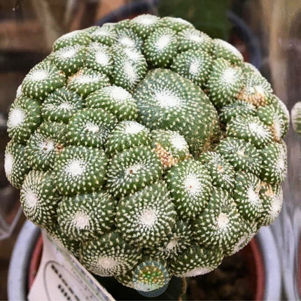 Nasiona Kaktusa Lilipuciego - Blossfeldia Liliputana
