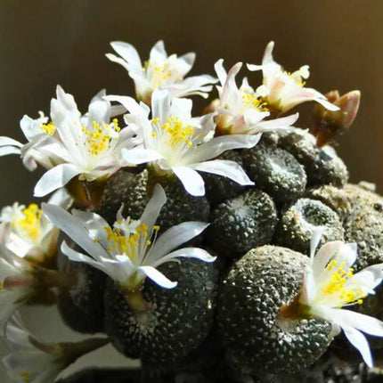 Nasiona Kaktusa Lilipuciego - Blossfeldia Liliputana