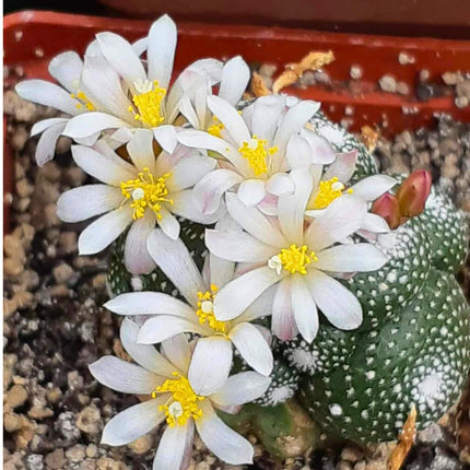 Nasiona Kaktusa Lilipuciego - Blossfeldia Liliputana