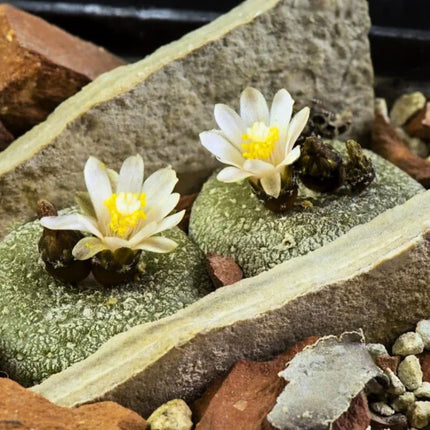Nasiona Kaktusa Lilipuciego - Blossfeldia Liliputana