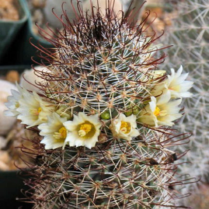 Nasiona Kaktusa Mammillaria Armillata