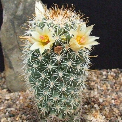 Nasiona Kaktusa Mammillaria Armillata