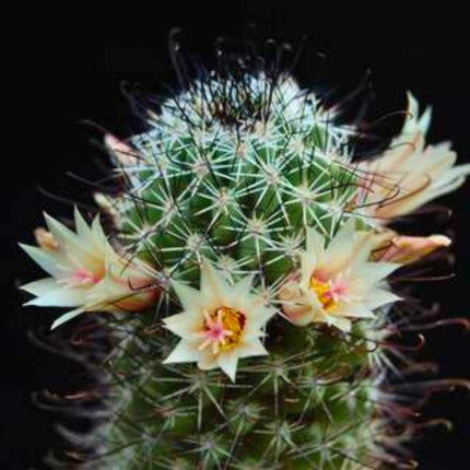Nasiona Kaktusa Mammillaria Armillata