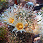 Nasiona Kaktusa Mammillaria Armillata