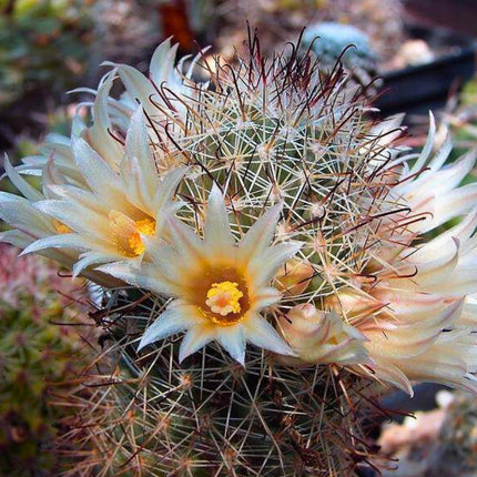 Nasiona Kaktusa Mammillaria Armillata
