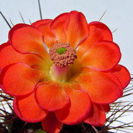 Nasiona Echinocereusa Wielokolczastego - Echinocereus Polyacanthus