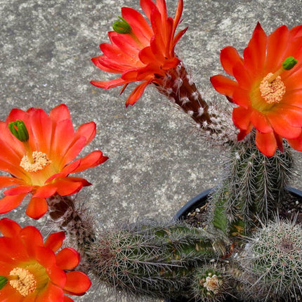 Nasiona Echinocereusa Wielokolczastego - Echinocereus Polyacanthus