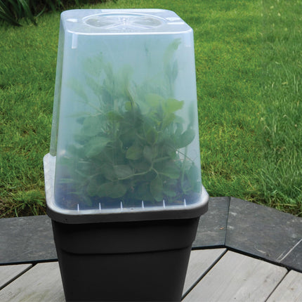 Doniczkowy propagator z przezroczystą pokrywą – Garland 25 cm (11 L)