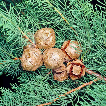 Nasiona Cyprysa Wiecznie Zielonego - Cupressus Sempervirens