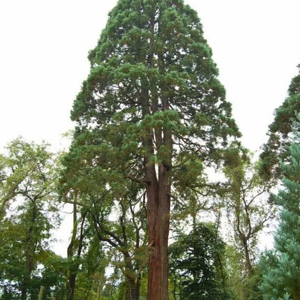 Nasiona Sekwoi Wieczniezielonej - Sequoia Sempervirens