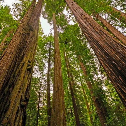 Nasiona Sekwoi Wieczniezielonej - Sequoia Sempervirens