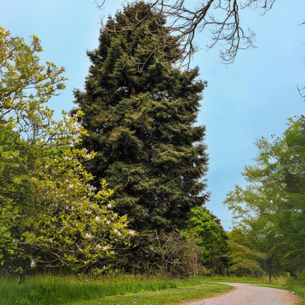 Nasiona Sekwoi Wieczniezielonej - Sequoia Sempervirens