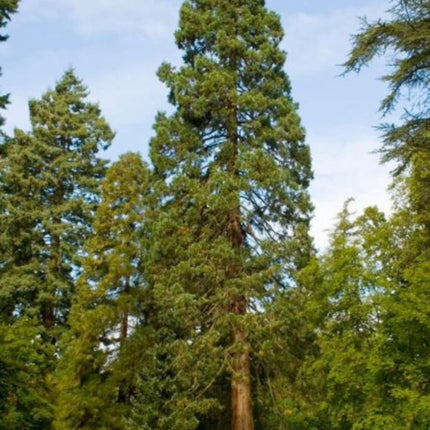 Nasiona Sekwoi Wieczniezielonej - Sequoia Sempervirens