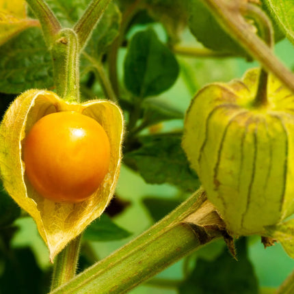 Nasiona Rodzynka Brazylijskiego - Physalis Peruviana