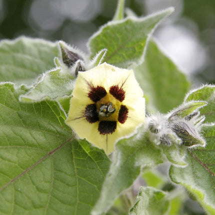 Nasiona Rodzynka Brazylijskiego - Physalis Peruviana