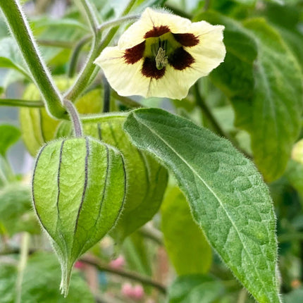 Nasiona Rodzynka Brazylijskiego - Physalis Peruviana