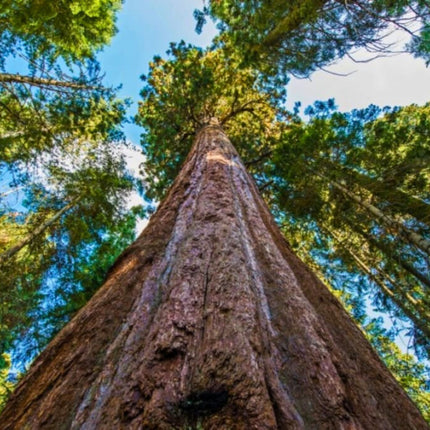 Nasiona Sekwoi Wieczniezielonej - Sequoia Sempervirens