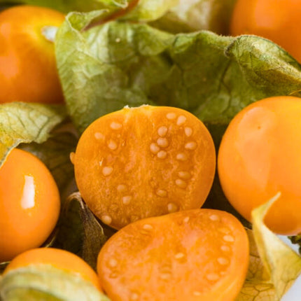 Nasiona Rodzynka Brazylijskiego - Physalis Peruviana
