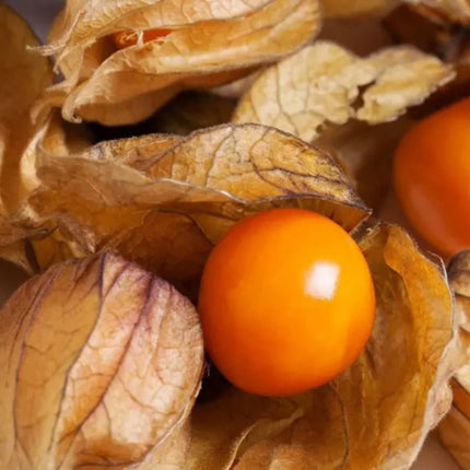 Nasiona Rodzynka Brazylijskiego - Physalis Peruviana