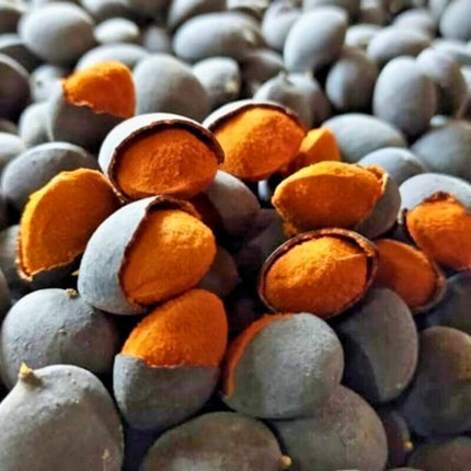 Nasiona Śliwki Tamaryndowca - Dialium Indum