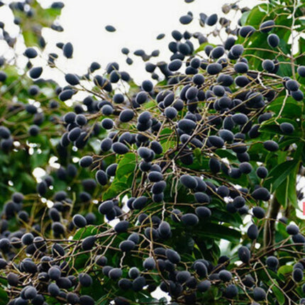 Nasiona Śliwki Tamaryndowca - Dialium Indum