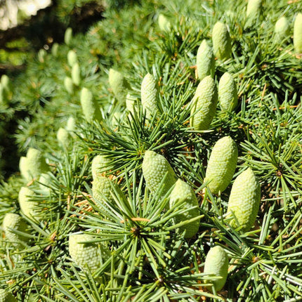 Nasiona Cedru Libańskiego - Cedrus Libani