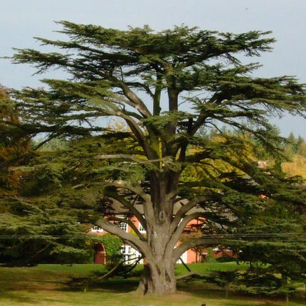Nasiona Cedru Libańskiego - Cedrus Libani