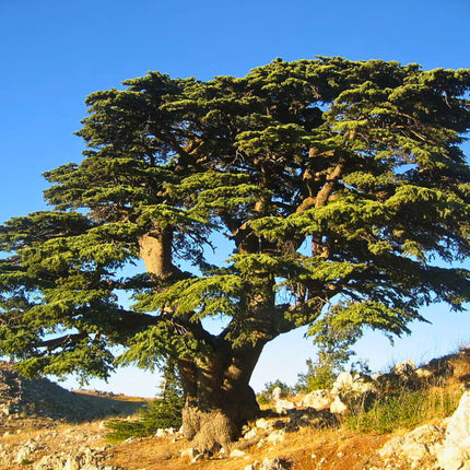 Nasiona Cedru Libańskiego - Cedrus Libani
