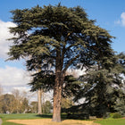 Nasiona Cedru Libańskiego (Cedrus libani)