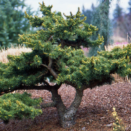 Nasiona Cedru Libańskiego - Cedrus Libani