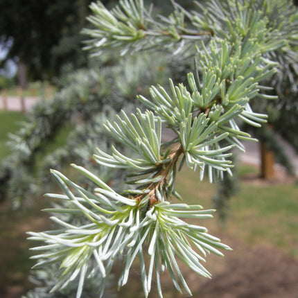 Nasiona Cedru Libańskiego - Cedrus Libani