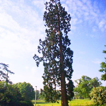 Nasiona Sekwoi Wieczniezielonej - Sequoia Sempervirens