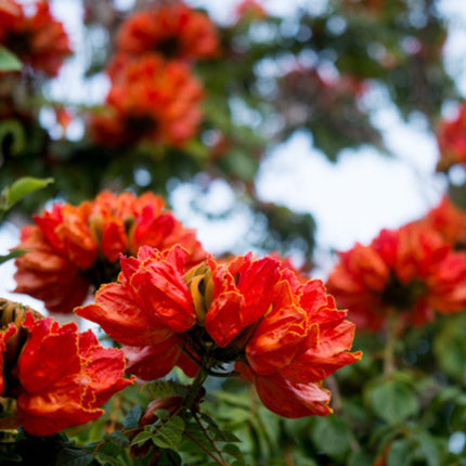 Nasiona Tulipanowca Afrykańskiego - Spathodea Campanulata