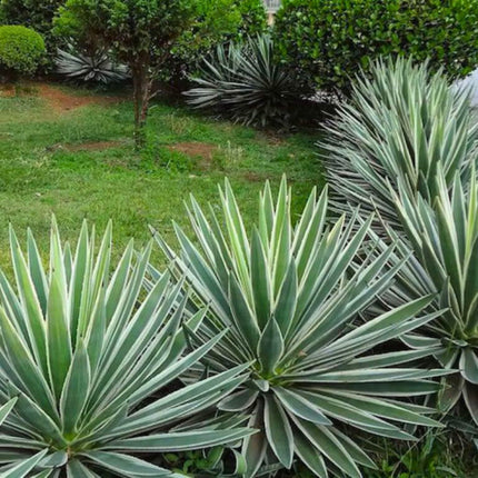 Nasiona Agawy Pasiastej - Agave Angustifolia Variegata