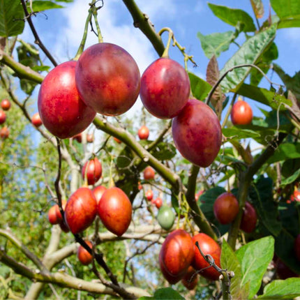 Nasiona Tamarillo ( Pomidor Drzewiasty ) - Cyphomandra Betacea