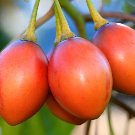 Nasiona Tamarillo ( Pomidor Drzewiasty ) - Cyphomandra Betacea