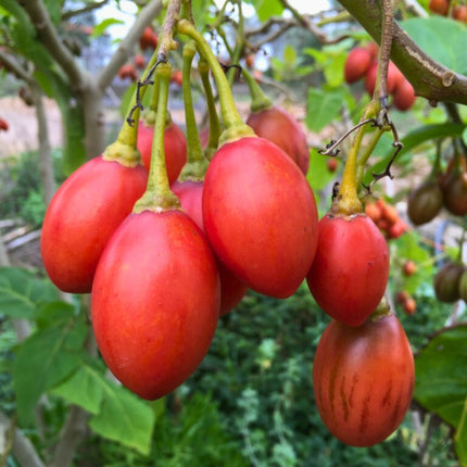 Nasiona Tamarillo ( Pomidor Drzewiasty ) - Cyphomandra Betacea