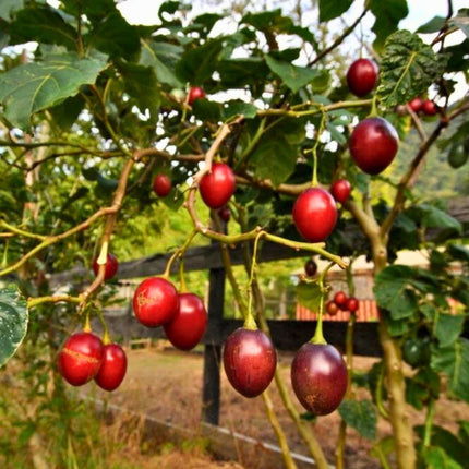 Nasiona Tamarillo ( Pomidor Drzewiasty ) - Cyphomandra Betacea
