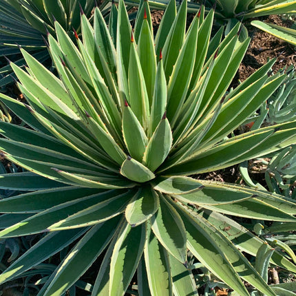 Nasiona Agawy Pasiastej - Agave Angustifolia Variegata