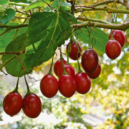 Nasiona Tamarillo ( Pomidor Drzewiasty ) - Cyphomandra Betacea