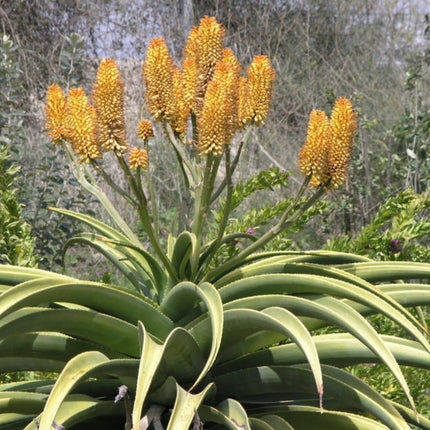 Nasiona Aloesu Złotego - Aloe Thraskii
