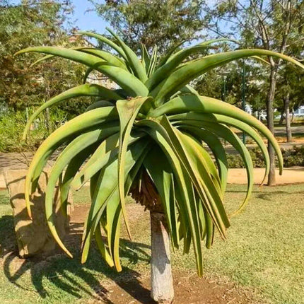 Nasiona Aloesu Złotego - Aloe Thraskii