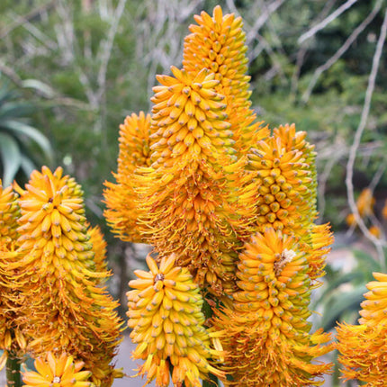 Nasiona Aloesu Złotego - Aloe Thraskii