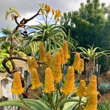 Nasiona Aloesu Złotego - Aloe Thraskii